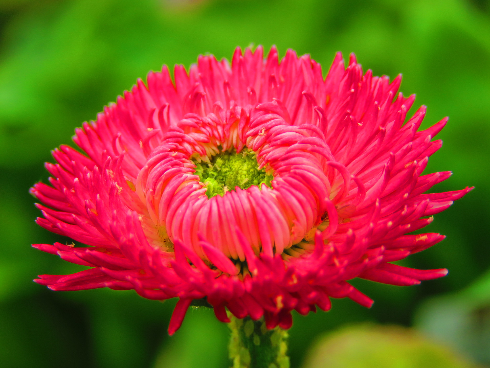 Cedar Rapids Tree Nursery